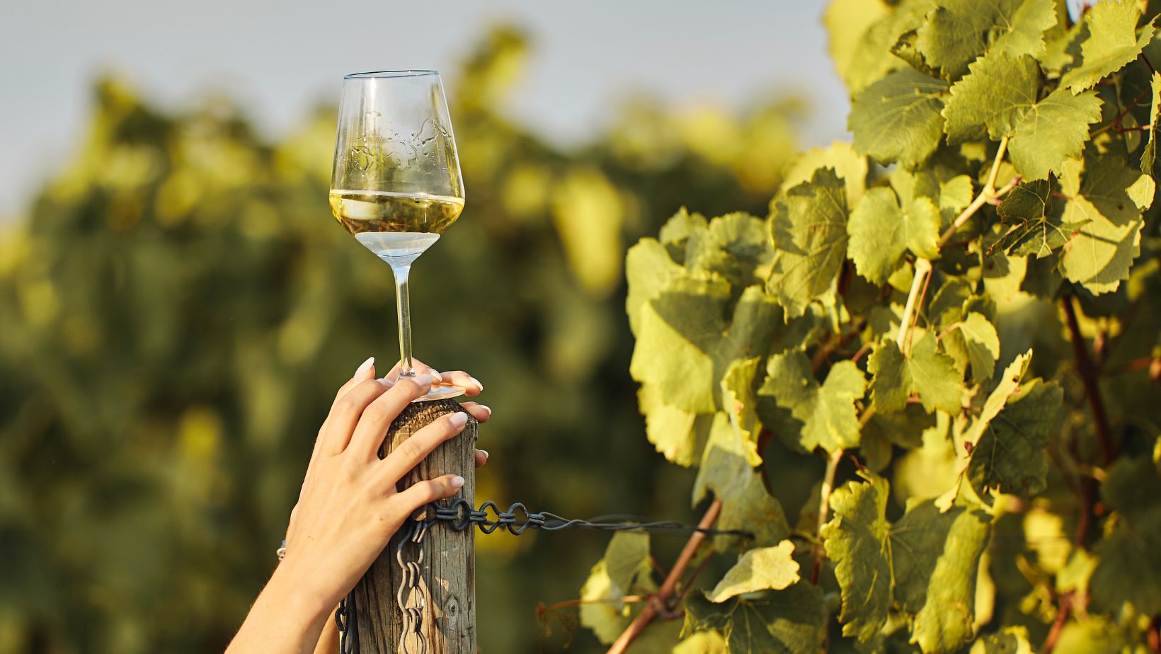 Quanto dura il vino bianco aperto in frigo? Scopri la durata di conservazione ideale